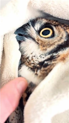 Rescued Owl Can't Stop Cuddling — The Most Heartwarming Wildlife Recovery You'll Ever See 🦉❤️