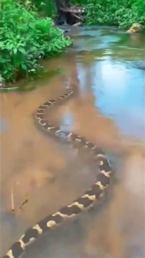 Indian Python Swimming in Water
