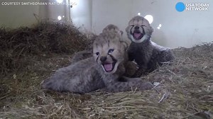 Cute cubs to start off your Friday! It's a cheetah cub boom at the Smithsonian Conservation Biology Institute. Twelve cubs were born in just one week, and they're not short on cuteness. | WFMY News 2