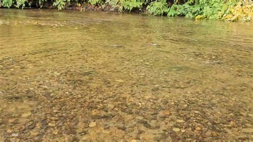 Watch the Pink (Humpback) Salmon Run at Woods Creek in Al Borlin Park! Peak viewing is between July and November, so now’s the perfect time to visit. When watching: • Approach the stream slowly and quietly (do not enter the water) • Avoid quick movements — salmon may think you’re a predator and become startled. • Don’t walk in the stream — it can damage salmon nests with eggs (redds). • Leave dead or dying salmon where they are — they provide vital nutrients for the ecosystem and future generati