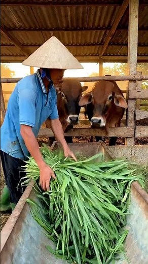 Happy Cows Eating Fresh Grass! 🐄🌿 Peaceful Farm Life