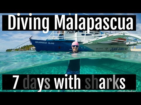 Thresher Sharks - 7 days in Malapascua - Diving in the Philippines: Part 2