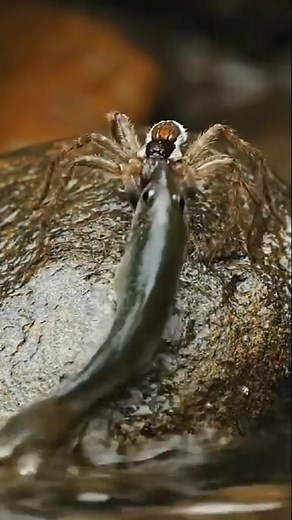 🕷️ Fishing Spider Takes Down a Shiny River Fish! 🐟⚡ Balanced on a wet rock, this fearless fishing spider drags a freshly caught fish straight out of the water. One perfect strike, one powerful grip — nature’s tiny hunter proving its unbelievable strength! 👀🔥 #FishingSpider #SpiderVsFish #WildlifeHunt #RiverPredator #CreepyCrew #NatureShowdown #PredatorVsPrey #WildEncounters #NatureUnleashed #US #uk | Insect Insider