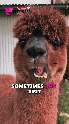 Why Do Alpacas Spit? The Gross Defense Secret You Never Knew #alpaca