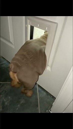 Stuck in the doggie door 😅
