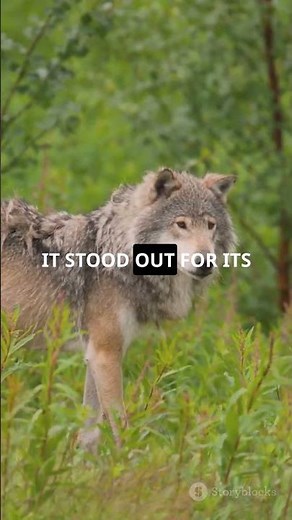 5 Mind Blowing Facts About the Florida Black Wolf! 🐺🌴#wolf #floridablackwolf