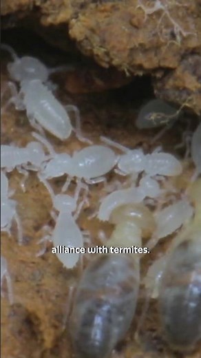 Terminomycetes: #mushrooms that feed termites