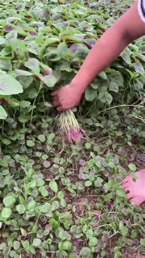 Immersive vegetable picking #red amaranth #recording real life #TikTokFarming and supporting farmers