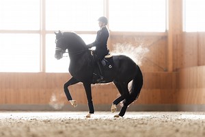 𝐒𝐭𝐚𝐥𝐥𝐢𝐨𝐧 𝐒𝐩𝐨𝐭𝐥𝐢𝐠𝐡𝐭: 𝐁𝐥𝐮𝐞 𝐇𝐨𝐫𝐬 𝐒𝐭. 𝐒𝐜𝐡𝐮𝐟𝐫𝐨 ✨ Blue Hors St. Schufro is a stallion who truly stands out. With multiple top placements in the international arena, placing 6th at CDIO5* Aachen 2024 and multiple top 5 placings in World Cups over the last two years. Under the expert guidance of Nanna Skodborg Merrald, St. Schufro has excelled in his whole career. What really sets him apart is his unique combination of power, rideability, and exceptional temperament. Qu