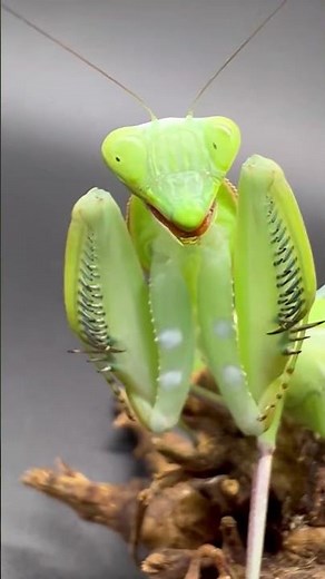 This Mantis Isn’t Looking at You—It Just Looks Like It