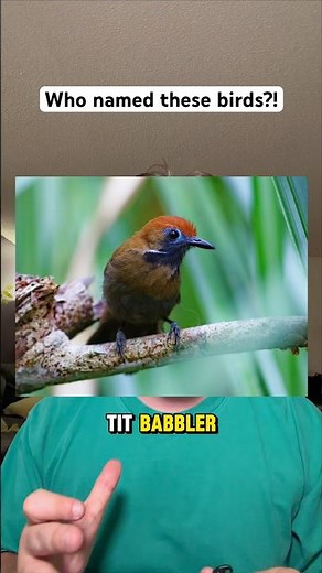 Funniest bird names in history!