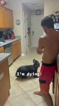 Dog VS gun #dog #gun #trend #doggun #arlo