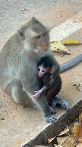 9.7K views · 1.2K reactions | This newborn baby monkey is very take care of by his mother. He clings every time his mother finds food and breastfeeds. That is just too adorable!.殺❤❤ | Apple | Facebook