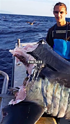 The Best Megalodon Evidence Ever Found 🤯