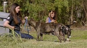 This pit bull isn't going to let himself get rescued so easily. See what's coming up on #PitBullsandParolees this Saturday at 9pm ET. | Animal Planet