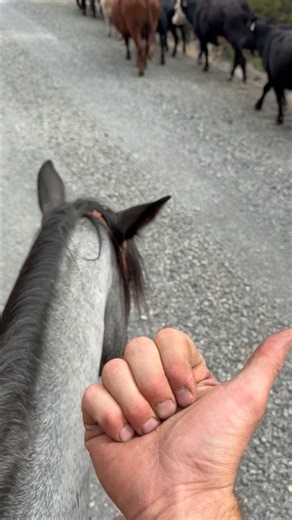 I taught my horse to move according to the direction I point!#horse #ranchlife #cattle #forest