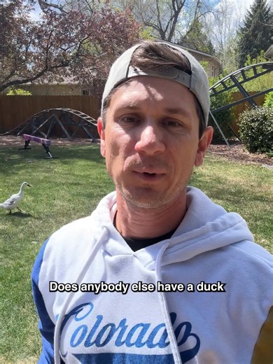 Just another reason ducks are cooler than chickens. | Ducks