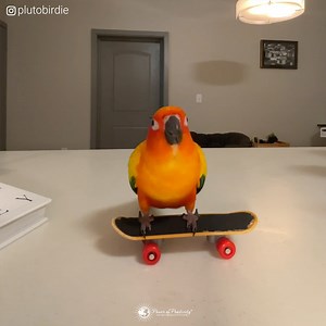 Who knew parrots could be so affectionate! | Power of Positivity
