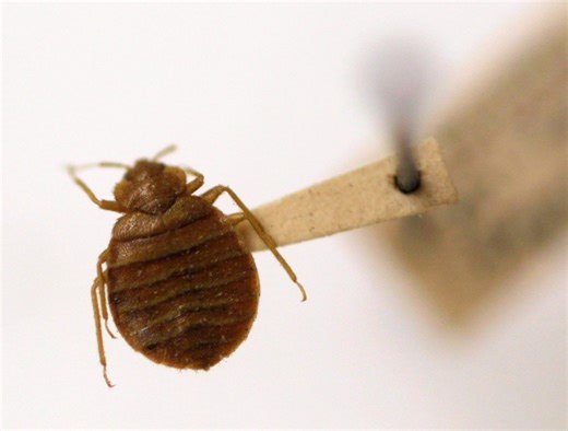 Bed bugs found at Ohio EPA offices