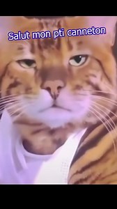 38K views · 665 reactions | J'crois qu'il a un truc avec les roux #animauxdroles #humour #chat #ducky | Jeremandtheduck | Facebook