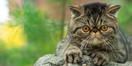 The 10 Things That Cats Hate Most - Cats.com