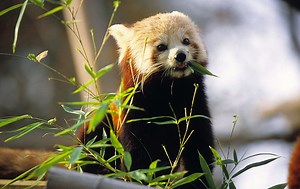 Firefox kills off Aurora channel to speed up release of new features