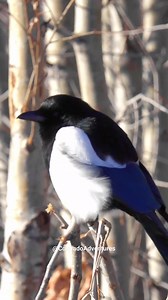 I usually don't film birds, but this beautiful magpie landed close to me so I thought, why not! Hope you enjoy. :) #magpie #magpiebeauty #rmnp #wildlife | Colorado Adventures