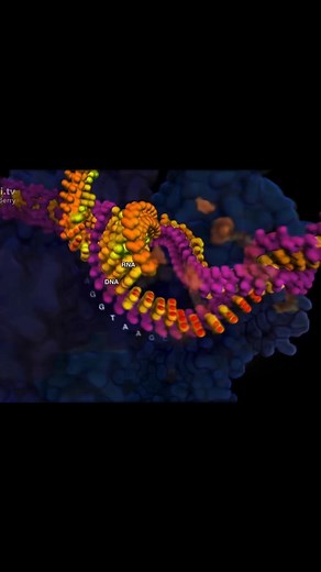 Understanding Growth Hormone (HGH)
