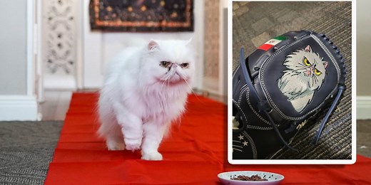 All-Star closer's Persian cat steals the show on her personal red carPET