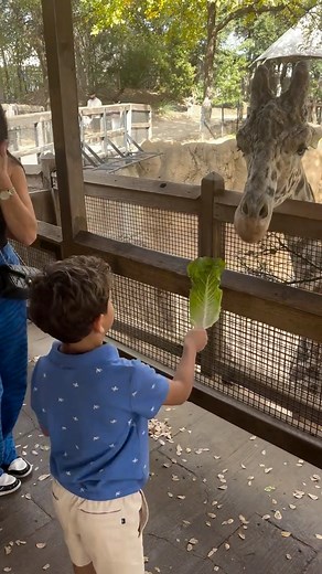 Feeding the giraffe at Dallas Zoo 🥬 | Lauren Rene