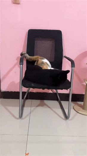 CatititideLoL on Instagram: "Cats reaction be so crazyyyyyy 😹 funnycats #lolcats #catmemes #funnycatvideos #catcomedy #catantics #meowstagram #catloversclub #purrfect #adorablecats #kittensofinstagram #petlife #petloversclub #catsanddogs #furbabies #petvibes #petdaily"