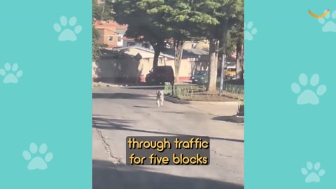 Couple Adopt Street Dog In Bolivia Who Kept Following Them, Call Him Chase | Happily TV