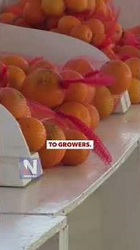 Inside look at farmers' struggle with business costs and regulatory systems | NEWSMAX report