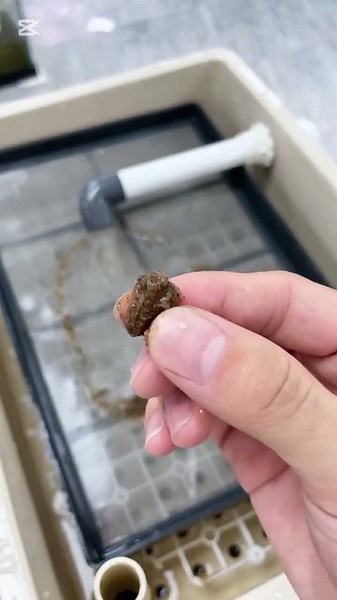 Cleaning the aquarium net easily" → "How to Easily Clean an Aquarium Net. #aquarium #cleaning