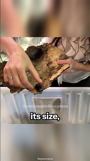World’s Largest Cockroach | Megaloblatta Longipennis