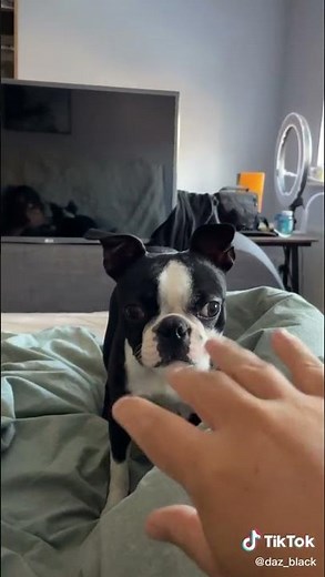 daz games with hes dog