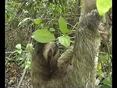 Faultier im Regenwald von Costa Rica