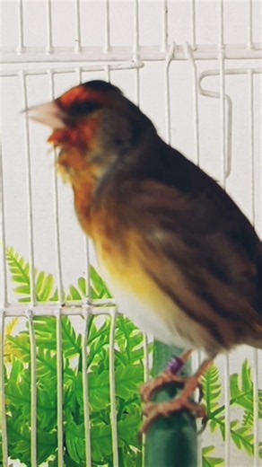 chant canaries singing canaris misto 493 تغريد الكناري # المايسترو birds #canary #طيور #lovebirds