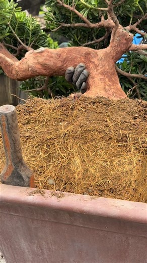 脫盆包裝作業流程 Bare-Root Packaging Workflow #大型盆栽 #盆栽培養過程 #晶鑽羅漢松 #景觀規劃 #商業空間 #露台景觀 #蘭嶼羅漢松 #截幹蓄枝 | 台灣滿峰園．盆栽網誌團(Bonsai.Taiwan)