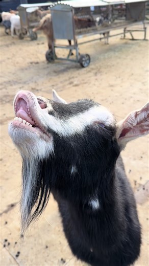 Understanding the Flehmen Response in Goats