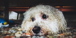 Medication for Dogs Afraid of Fireworks & Thunder | Preventive Vet