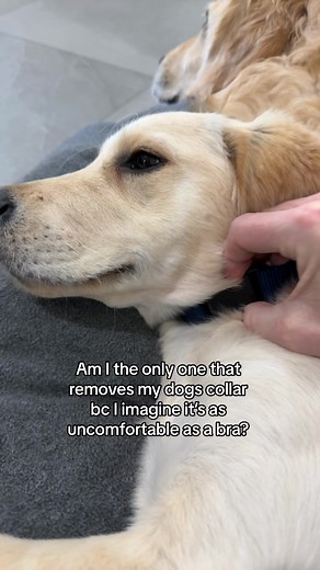 lunas_golden_life on TikTok