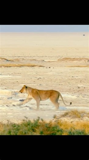 lion chasing giraffe