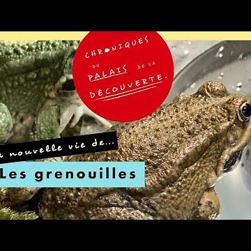 La nouvelle vie des grenouilles... - Chroniques du Palais de la découverte - Épisode 9