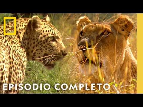 Enemistad Mortal (Episodio Completo) | Noche De Pelea Animal | Nat Geo en Español