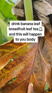 Bananaleaf Breadfruit leaf tea benefits #AncientWisdom #bananaleafbenefits #Breadfruitleaf #sharkamal | Shar Kamal
