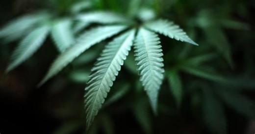 Market Outlook: Cannabis stocks rally on U.S. move to reclassify marijuana