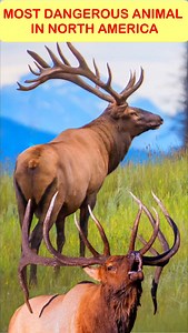🦌 Facts About Elk – One of North America’s Most Powerful Animals 💥 Elk are not just majestic — they’re extremely powerful and dangerous when threatened. Weighing up to 500 kg, standing nearly 10 ft tall with massive antlers, these giants can run at speeds of 72 km/h and leap over 8 ft high 😱 Fast. Strong. Fearless. Nature’s reminder that wildlife deserves respect, not risk ⚠️ 🔥 Watch till the end to see why elk are among the most aggressive wild animals in North America! #ElkFacts #Dangerous