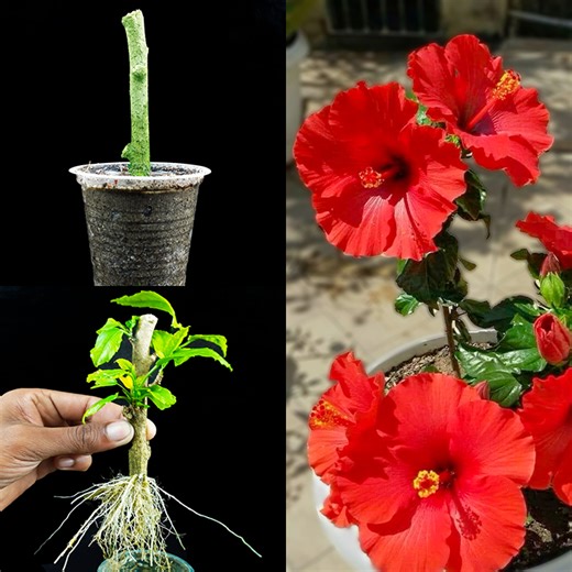 34K views · 243 reactions | Easiest tricks for growing hibiscus plant from cutting || Idea for home gardening | DIY IndoorGarden | Facebook