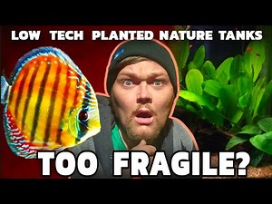 Could Discus Survive in A Low Maintance, No Water Change, Father Fish or Walstad Nature Tank?